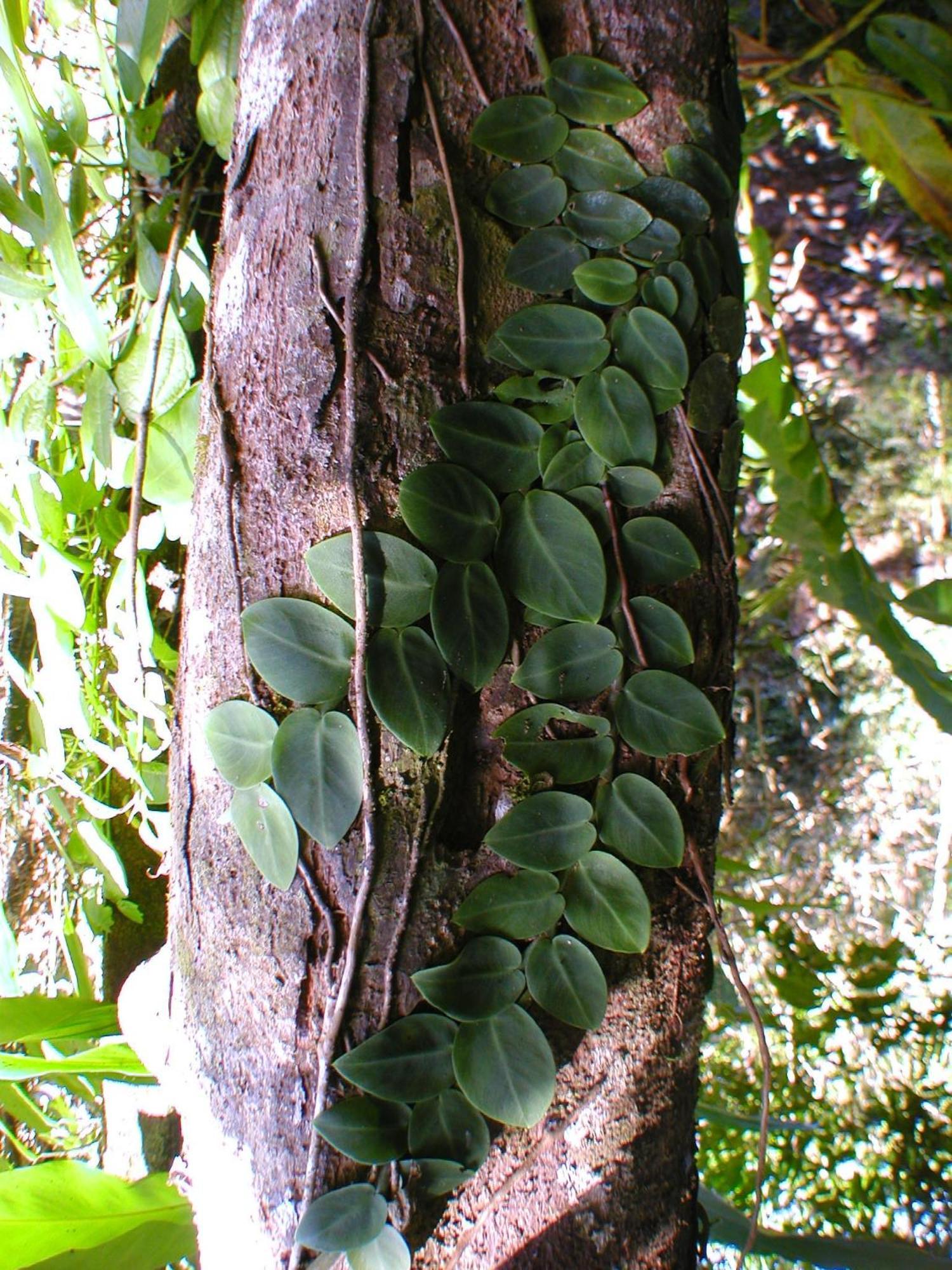 Epiphyte B & B Cow Bay Esterno foto